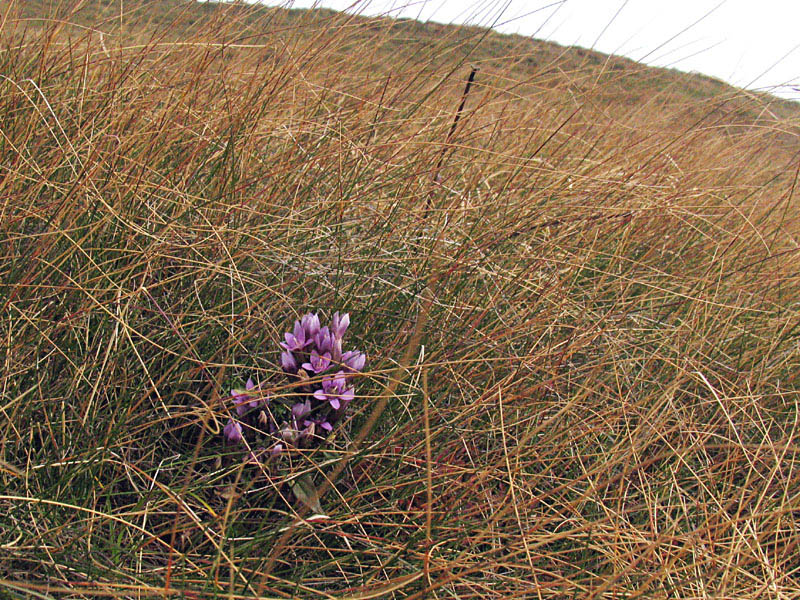 Gentianella engadinensis (W,) Holub /Genzianella d''Engadina